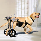 Adjustable Medium Large Wheelchair for Paralyzed Dogs, Rear Leg Walking Aid & Arthritis Brace, Dog Rehabilitation Mobility Aid for Improved Mobility & Comfort