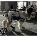 Adjustable Medium Large Wheelchair for Paralyzed Dogs, Rear Leg Walking Aid & Arthritis Brace, Dog Rehabilitation Mobility Aid for Improved Mobility & Comfort