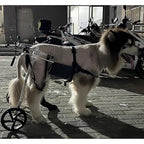 Adjustable Medium Large Wheelchair for Paralyzed Dogs, Rear Leg Walking Aid & Arthritis Brace, Dog Rehabilitation Mobility Aid for Improved Mobility & Comfort