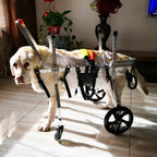 Adjustable 4-Wheel Dog Wheelchair for Small, Medium, Large Breeds - Full Support Mobility Aid for Disabled Pets - XS Size, Dog Breeds