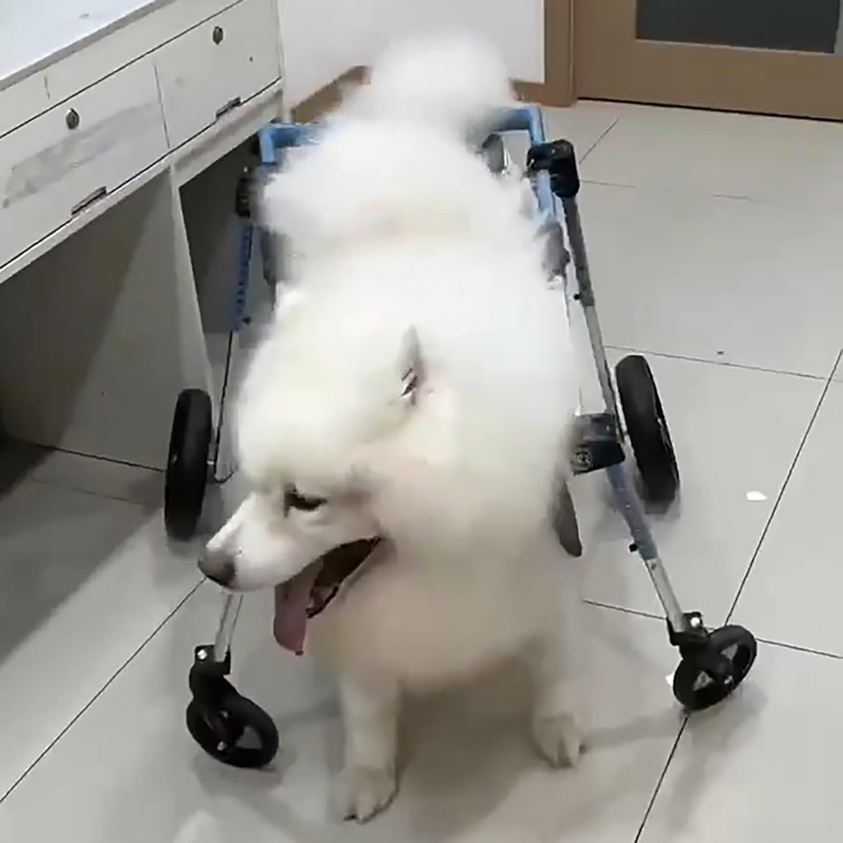 Adjustable Full Support Dog Wheelchair/Pets Cart, Dog Mobility Aids for Back Legs Pet Activity Structure, Disabled Leg Brace for Dogs Back Leg(XL)