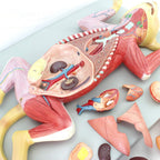 Anatomy Model, Skeleton Model Cat Model Pet Organ Visceral Muscle Nerve Veterinary Animal Husbandry Teaching Animal Atlas Medical Models