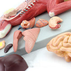 Anatomy Model, Skeleton Model Cat Model Pet Organ Visceral Muscle Nerve Veterinary Animal Husbandry Teaching Animal Atlas Medical Models