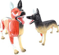 Anatomical Model Dog Organ Anatomy Model, Removable, 11-Piece, Digestive System, Respiratory System, System, Plastic, Animal Education, Model Skeleton Model