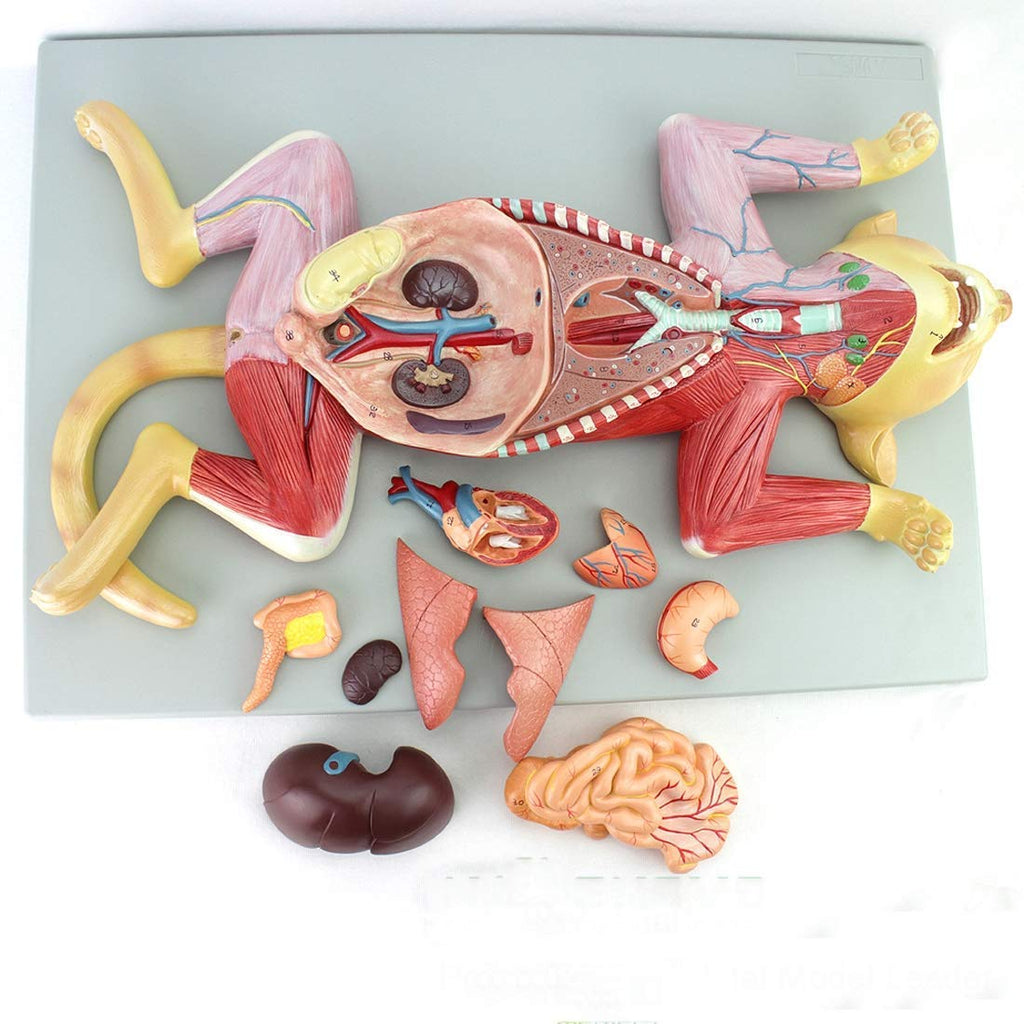 Anatomy Model, Skeleton Model Cat Model Pet Organ Visceral Muscle Nerve Veterinary Animal Husbandry Teaching Animal Atlas Medical Models