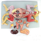 Anatomy Model, Skeleton Model Cat Model Pet Organ Visceral Muscle Nerve Veterinary Animal Husbandry Teaching Animal Atlas Medical Models