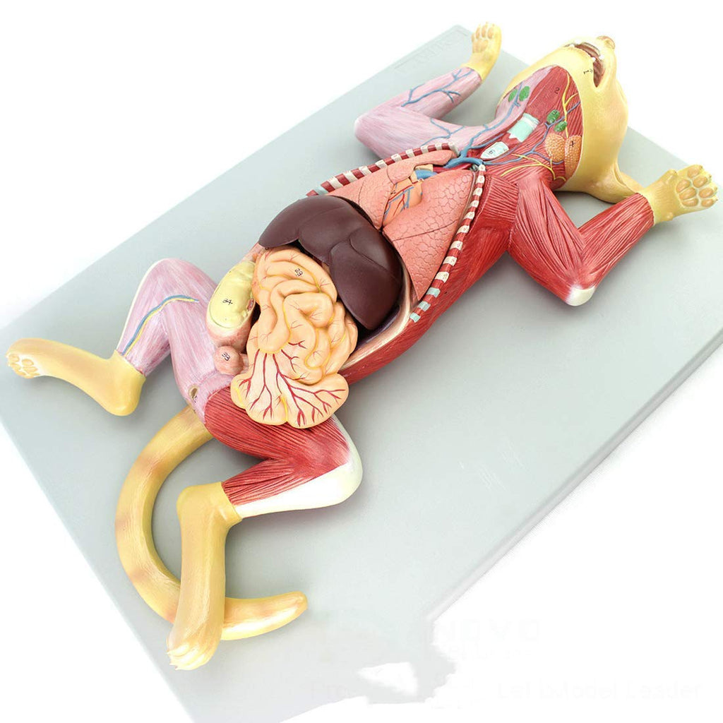 Anatomy Model, Skeleton Model Cat Model Pet Organ Visceral Muscle Nerve Veterinary Animal Husbandry Teaching Animal Atlas Medical Models