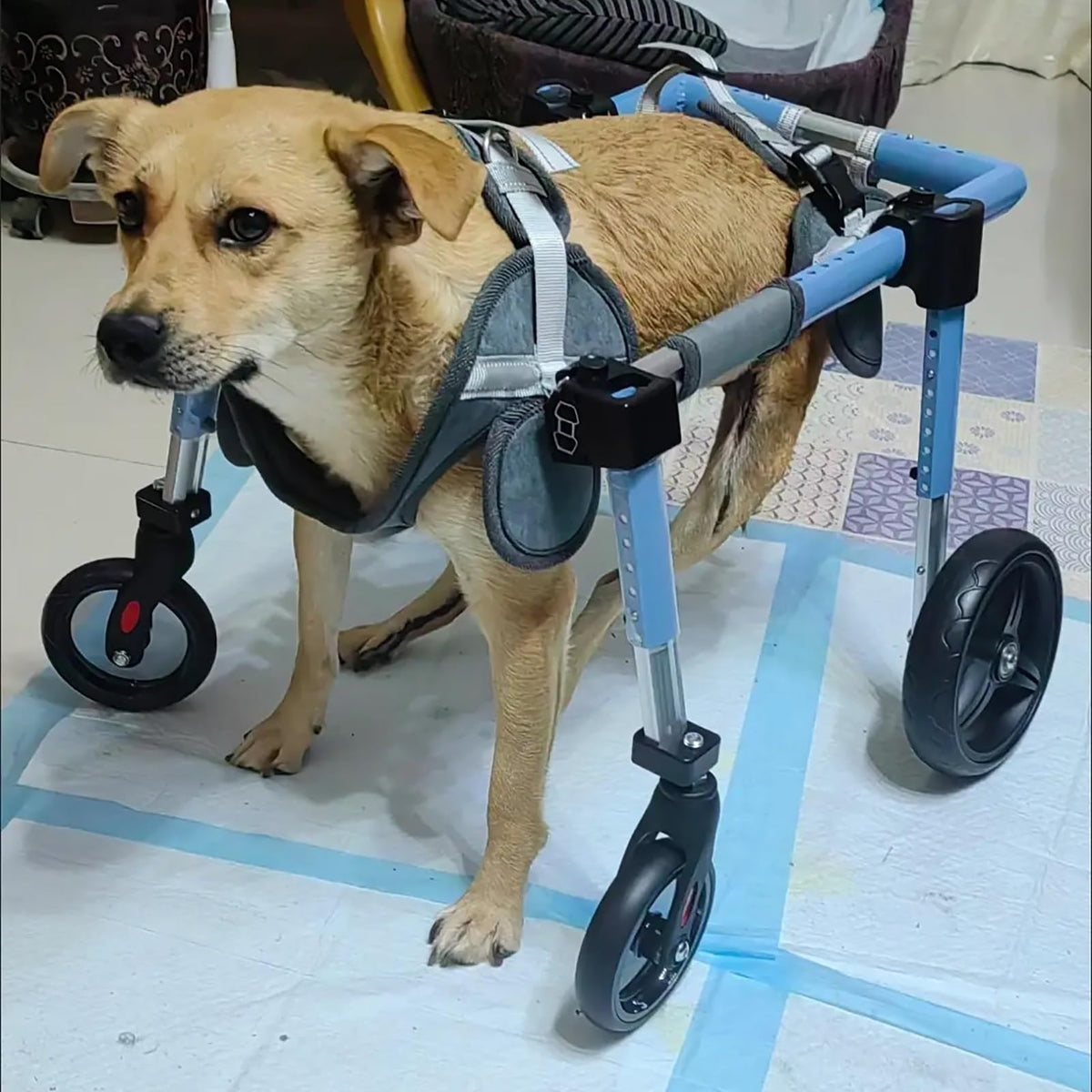 Adjustable Full Support Dog Wheelchair/Pets Cart, Dog Mobility Aids for Back Legs Pet Activity Structure, Disabled Leg Brace for Dogs Back Leg(XL)