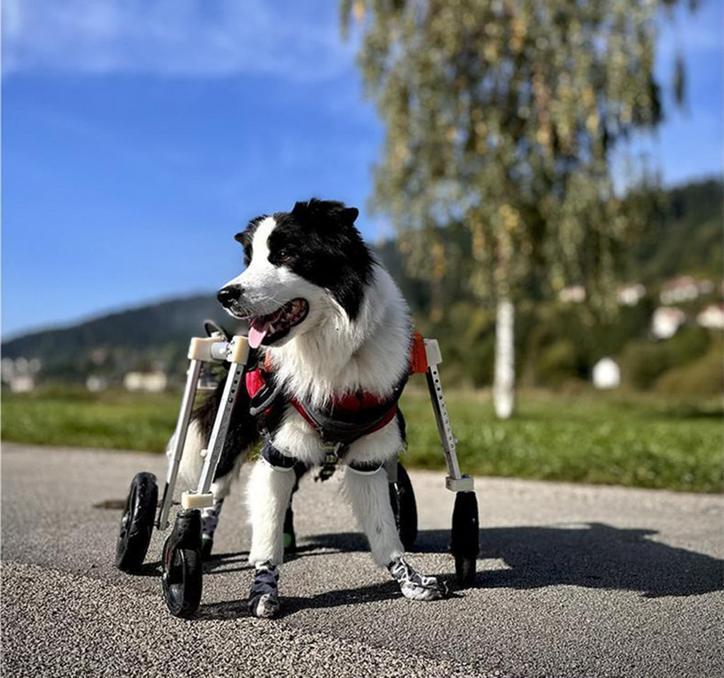 Adjustable Dog Wheelchair - 4-Wheel Mobility Aid for Disabled, Elderly, or Recovering Dogs - Lightweight & Durable Pet Support Cart,XXL