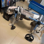 4-Wheel Dog Wheelchair for Large Dogs – Comfortable Full Support Mobility Cart for Aging, Disabled, Injured, or Arthritic Pets – Ideal for Sheep & Goats (X-Large)