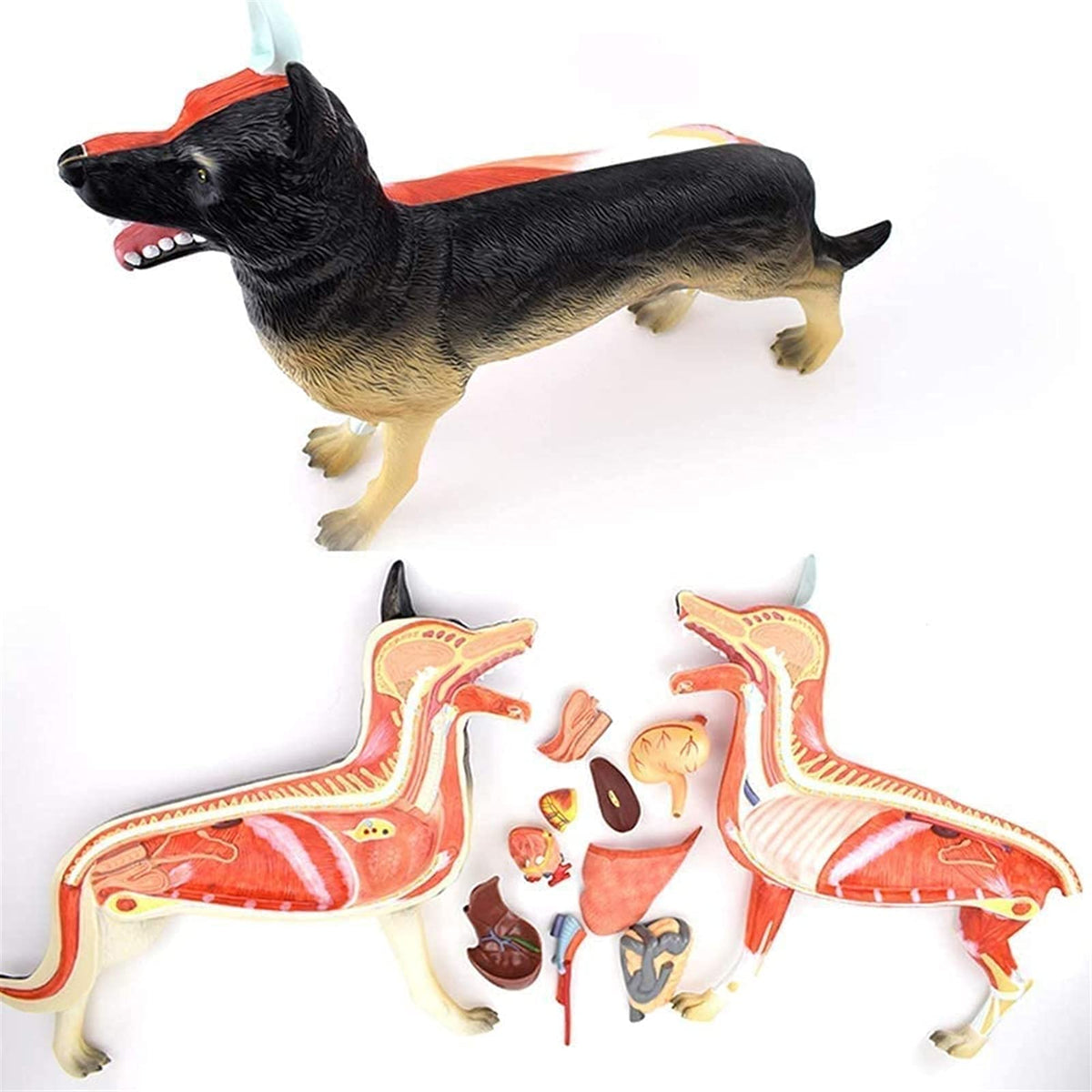 Anatomical Model Dog Organ Anatomy Model, Removable, 11-Piece, Digestive System, Respiratory System, System, Plastic, Animal Education, Model Skeleton Model