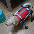 Adjustable Dog Cart Wheelchair for Pet Doggie, 2 Or 4 Wheels Pet Mobility Aid All Terrain, Old Dogs Walk Tools for Arthritis Back Legs, Hip Support(XL)