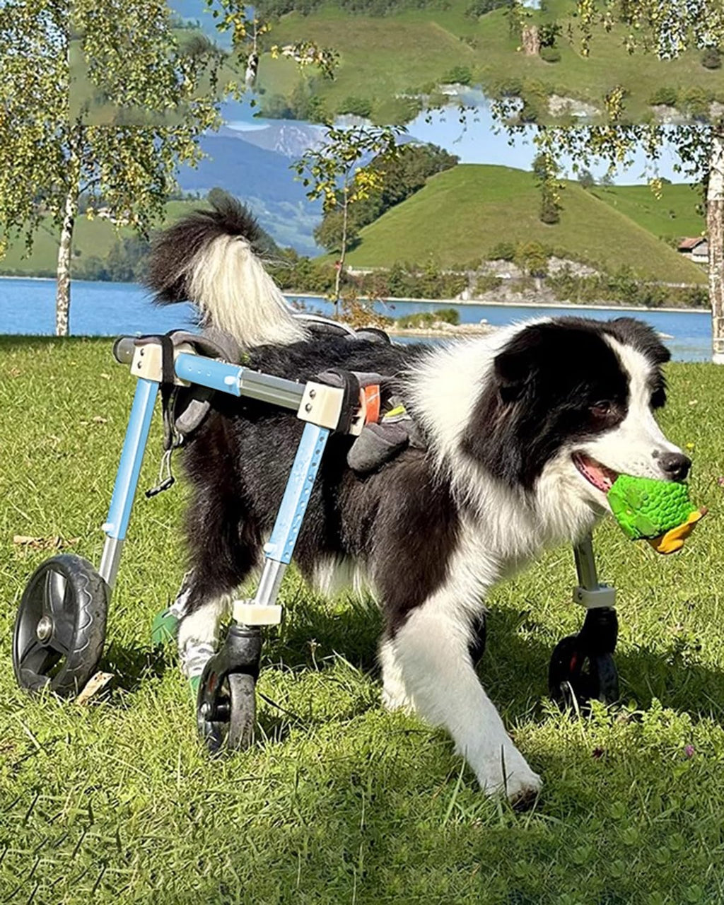 4-Wheel Dog Wheelchair for Large Dogs – Comfortable Full Support Mobility Cart for Aging, Disabled, Injured, or Arthritic Pets – Ideal for Sheep & Goats (X-Large)