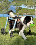 4-Wheel Dog Wheelchair for Large Dogs – Comfortable Full Support Mobility Cart for Aging, Disabled, Injured, or Arthritic Pets – Ideal for Sheep & Goats (X-Large)